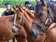 KS300622-10 - Cupboard Love & foal by Territories